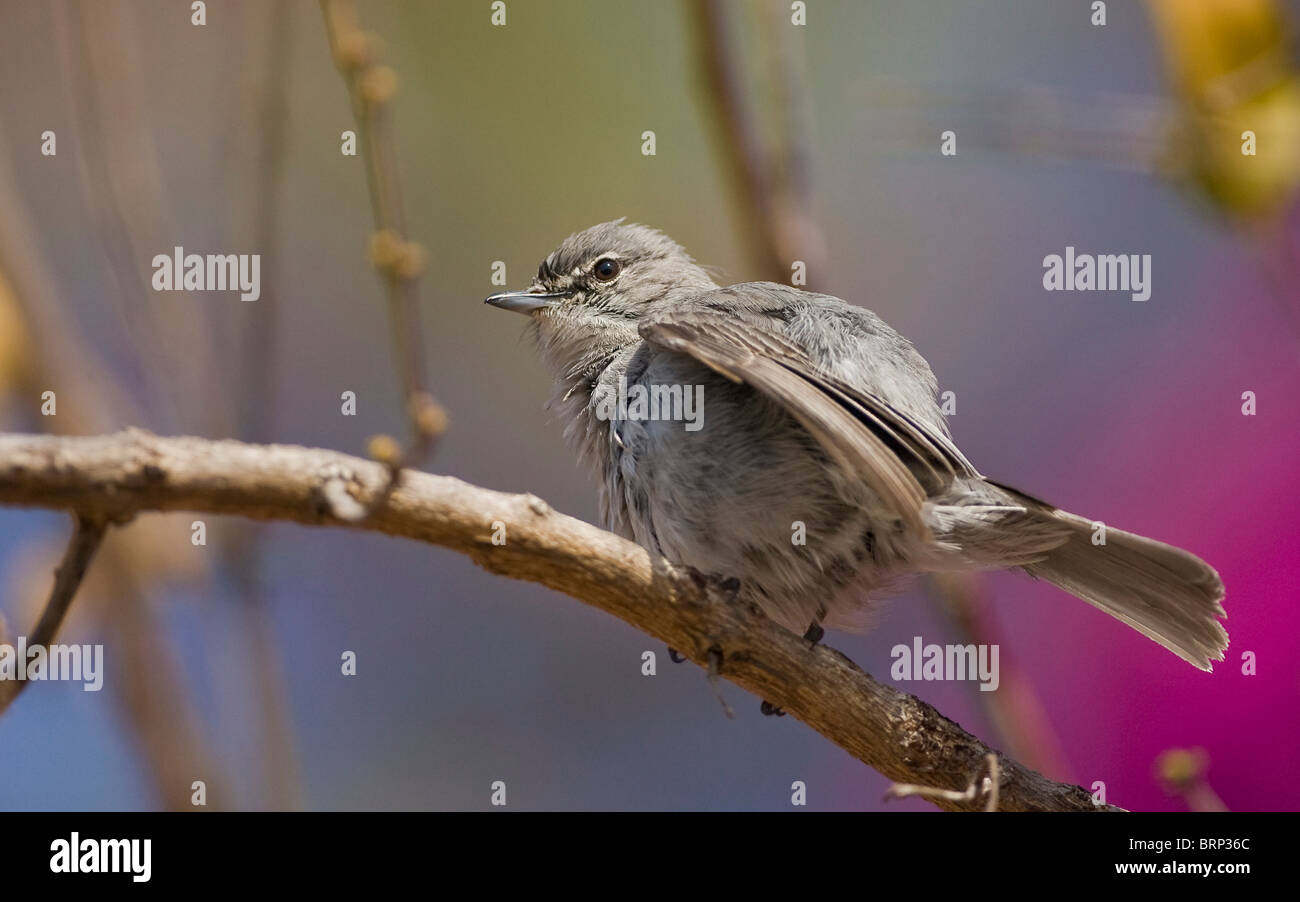 Ashy Flycatcher perched on a branch Stock Photo