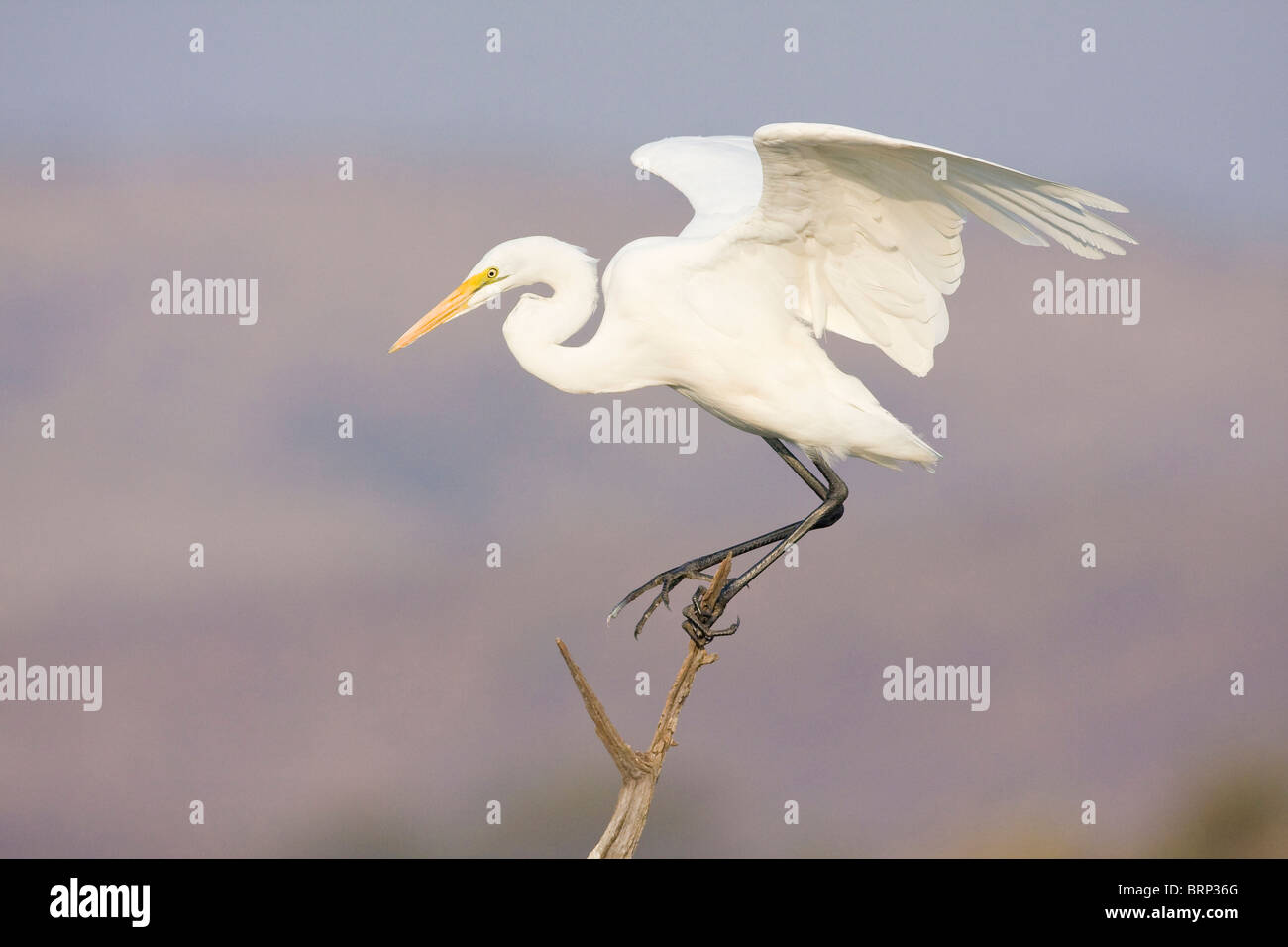 Greater Egret landing on a slender branch Stock Photo