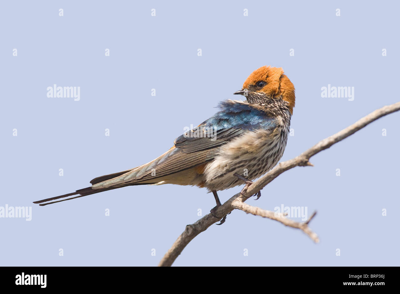 Lesser Striped Swallow perched on a branch Stock Photo