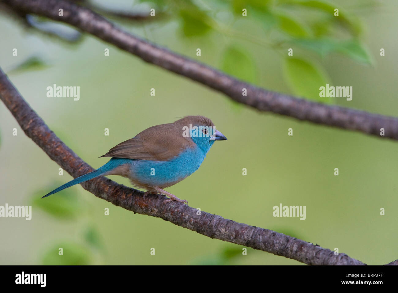 Blue Waxbill perched on a branch Stock Photo