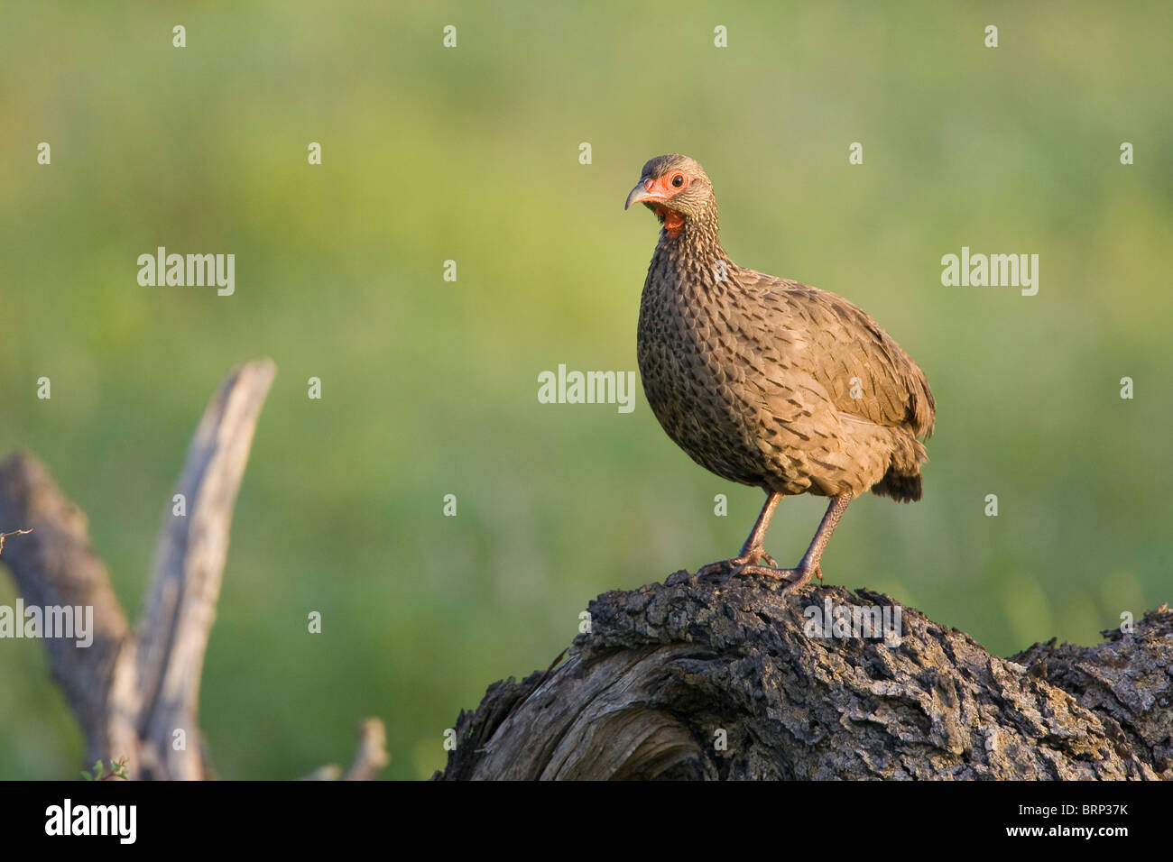 Swainson's spurfowl (francolin) perched on a tree trunk Stock Photo