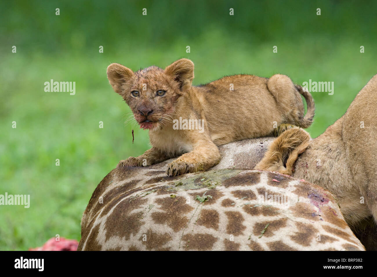 Lion cub with bloodied face lying on giraffe carcass with mother feeding Stock Photo