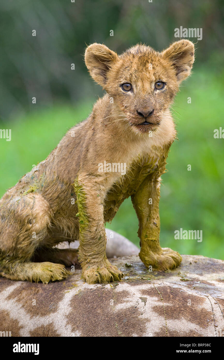 Lion cub sitting on giraffe carcass Stock Photo