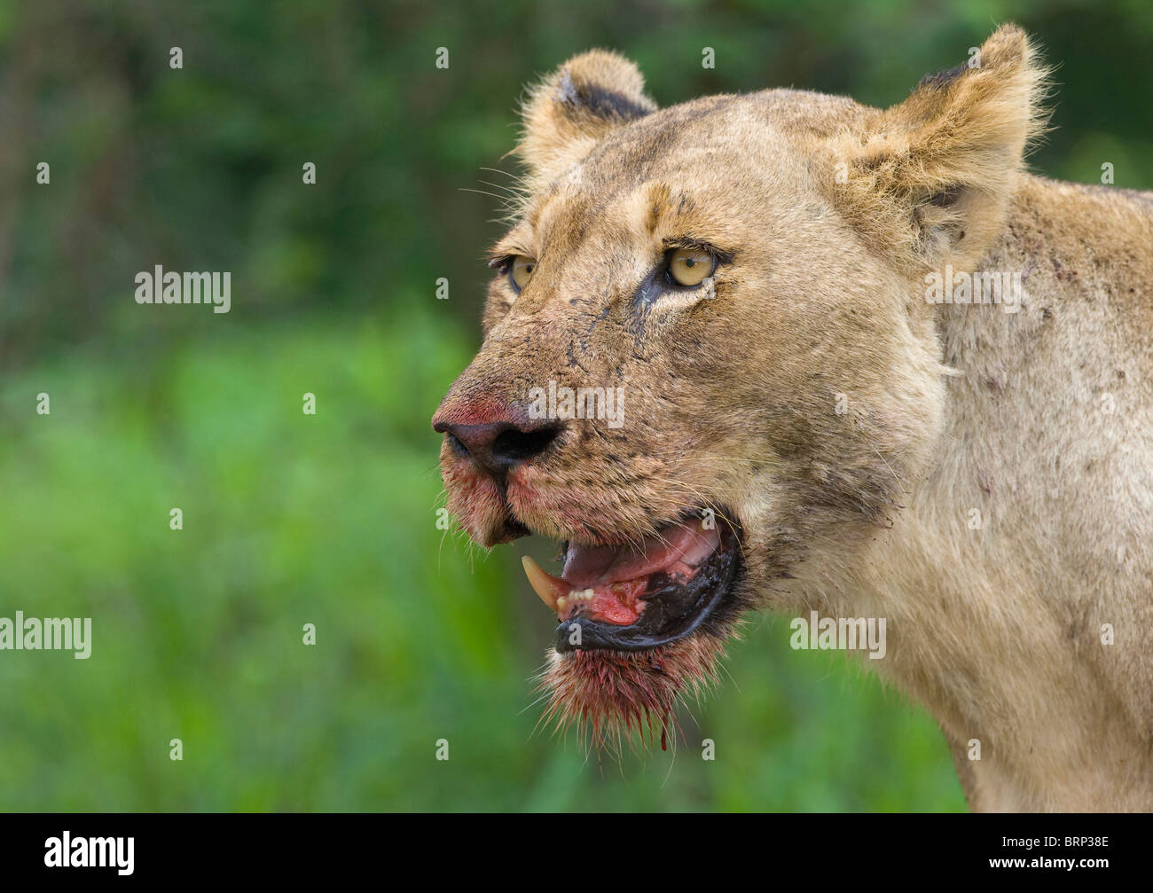 Portrait Of A Lioness With Bloody Face Feeding On Giraffe Kill Stock
