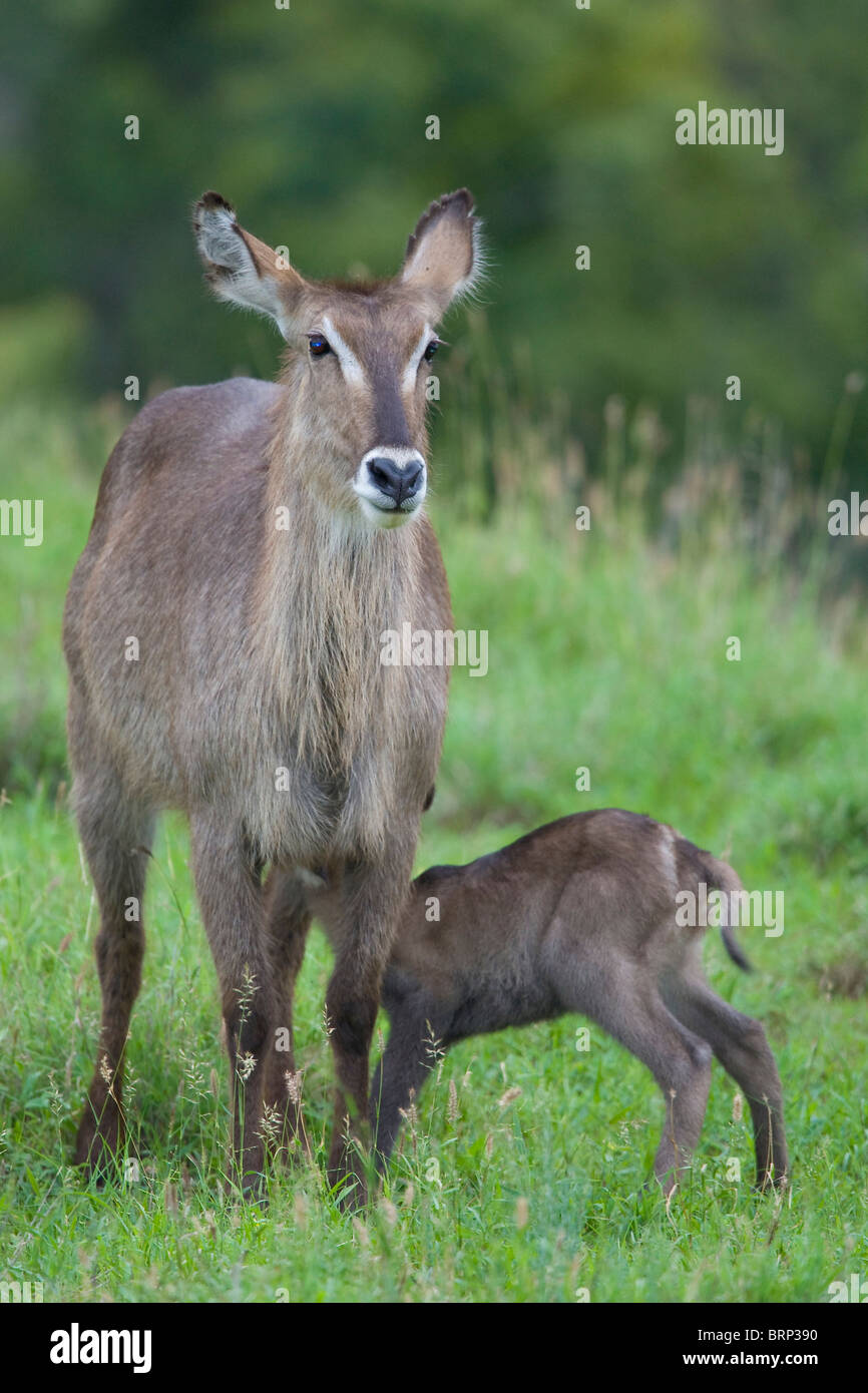 Waterbuck with foal suckling Stock Photo