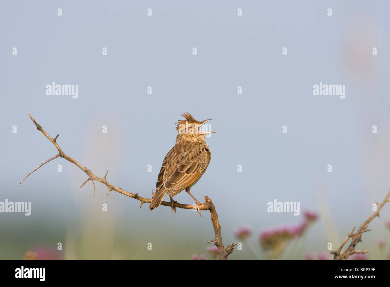 Rufousnaped lark calling Stock Photo Alamy