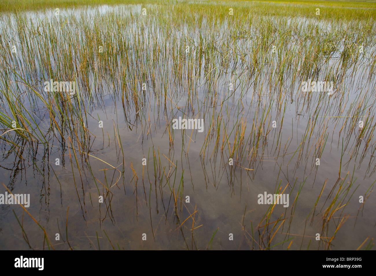 saw grass in the Everglades, Florida Stock Photo