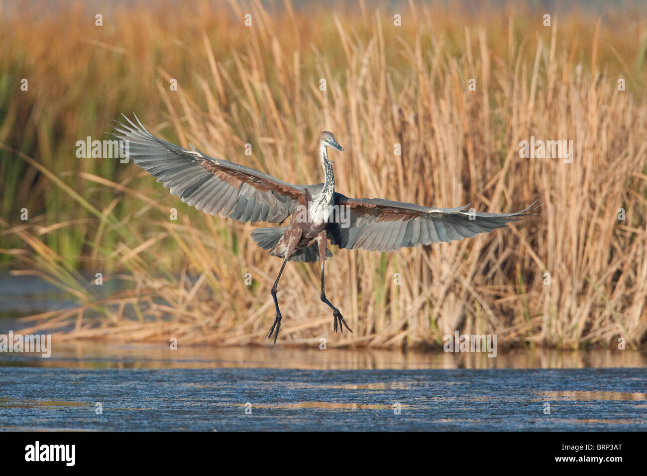 Goliath Heron in flight over water Stock Photo