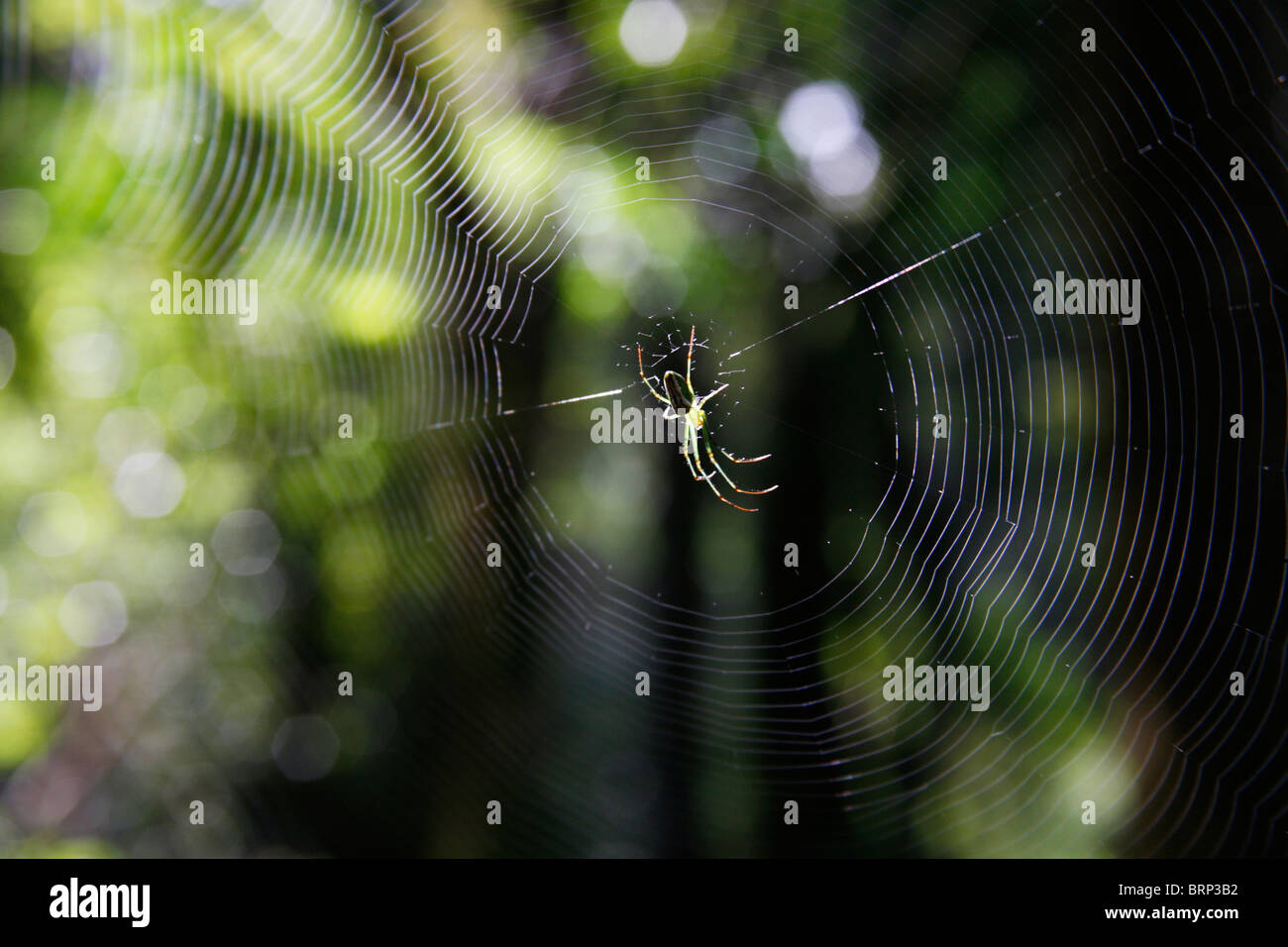 Spider in the centre of its web Stock Photo