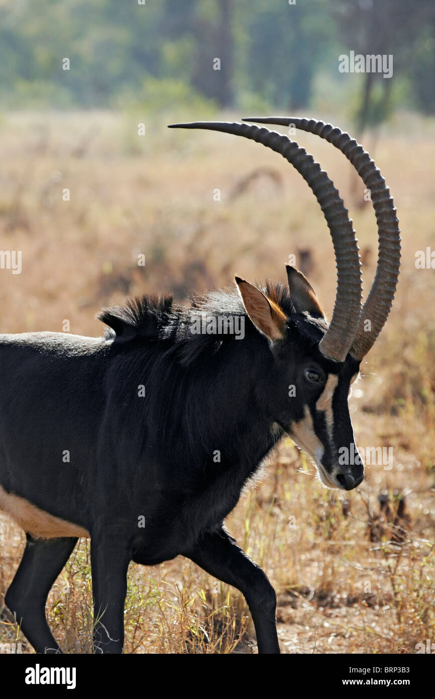 Giant Sable antelope bull Stock Photo - Alamy