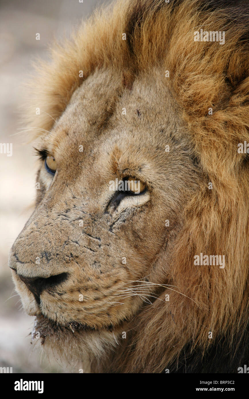Tight Portrait of a male lion with a scarred face Stock Photo