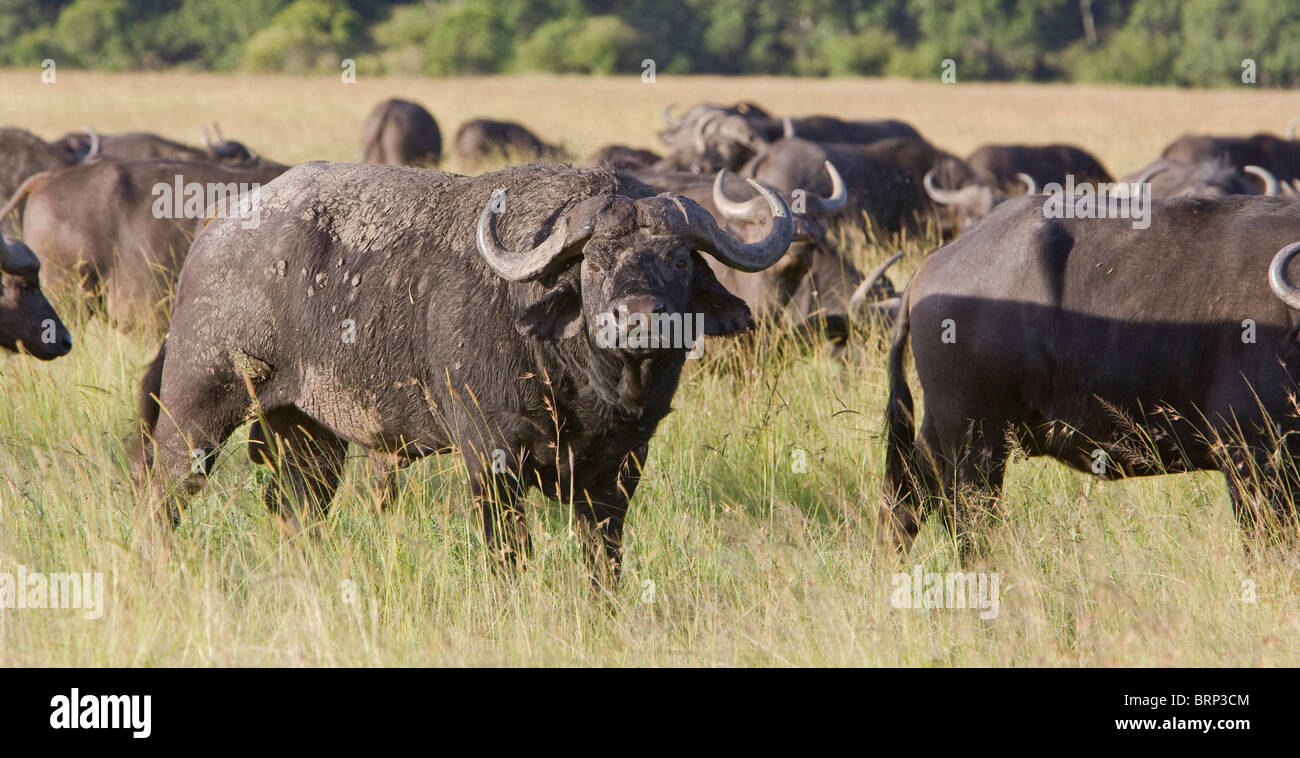 African buffalo herd in open grassland Stock Photo - Alamy