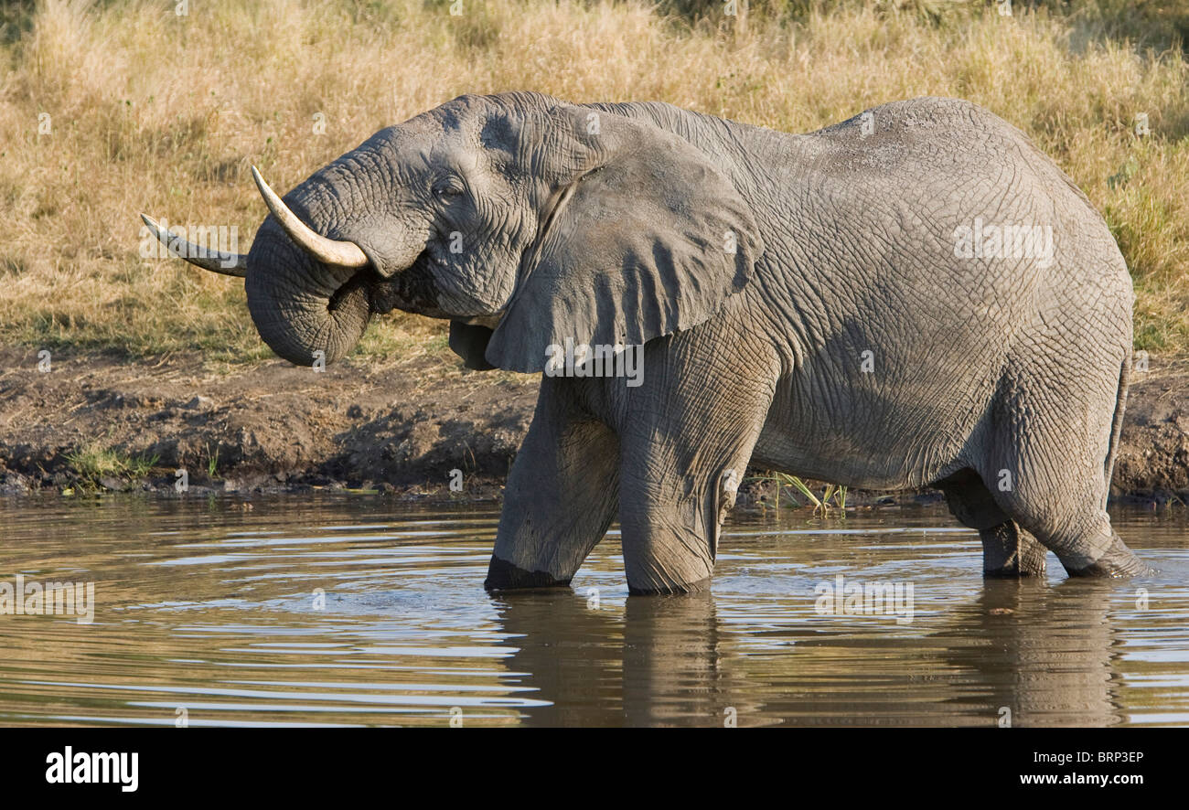 African elephant bull drinking while standing in water Stock Photo - Alamy