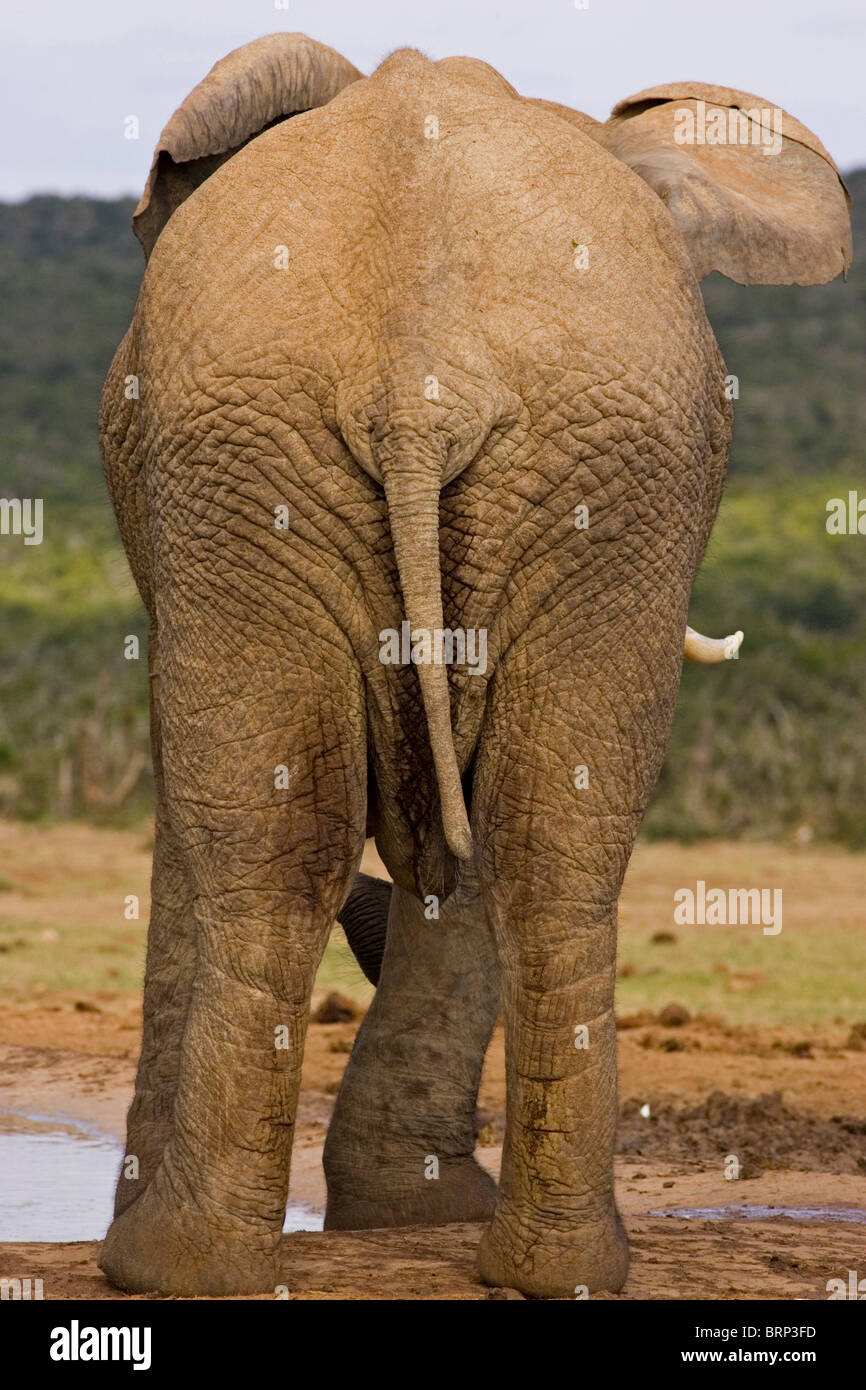 African elephant rear view Stock Photo - Alamy