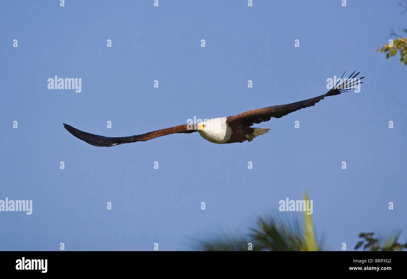 Front view of an African fish eagle flying with wings outstretched against blue sky Stock Photo