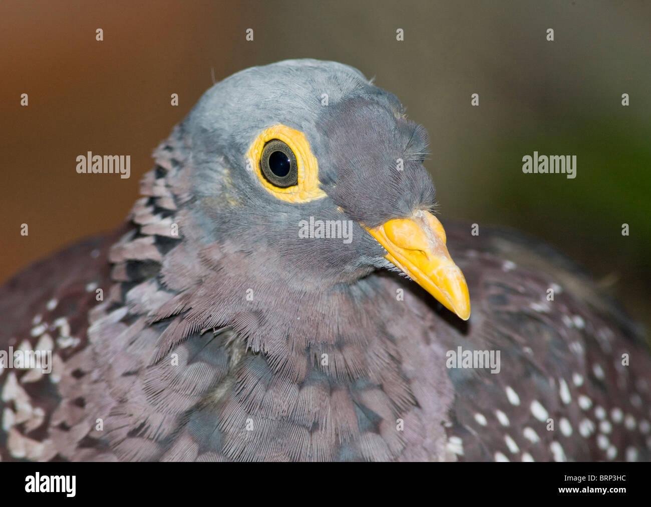 Portrait of an African olive-pigeon Stock Photo