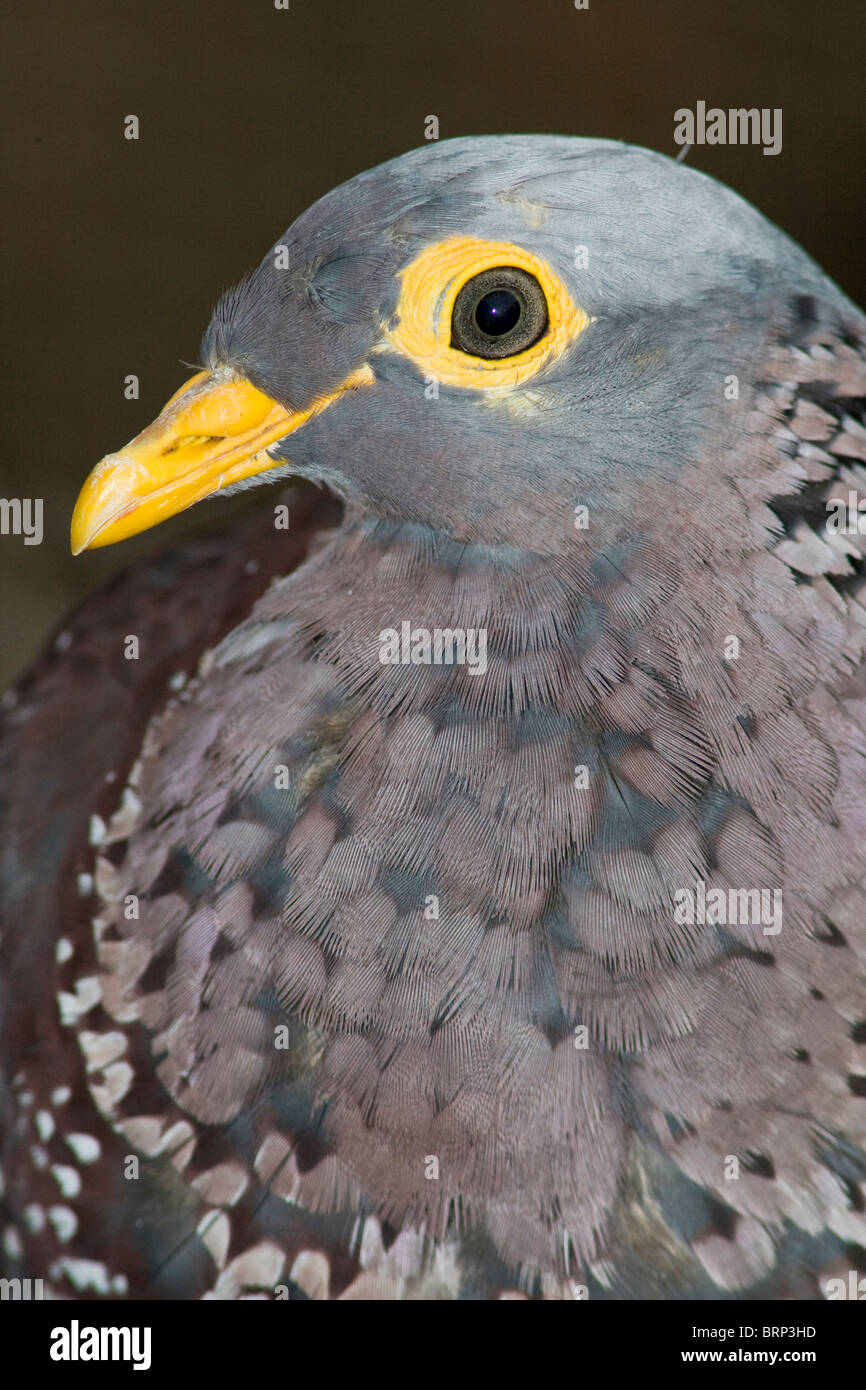 Side view portrait of an African olive-pigeon Stock Photo