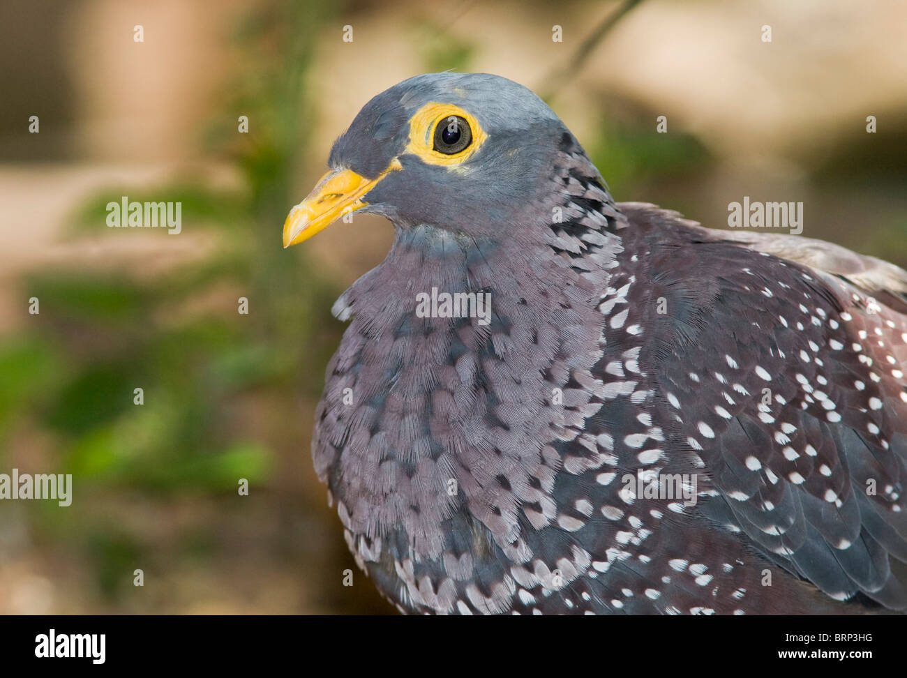 Side view portrait of an African olive-pigeon Stock Photo