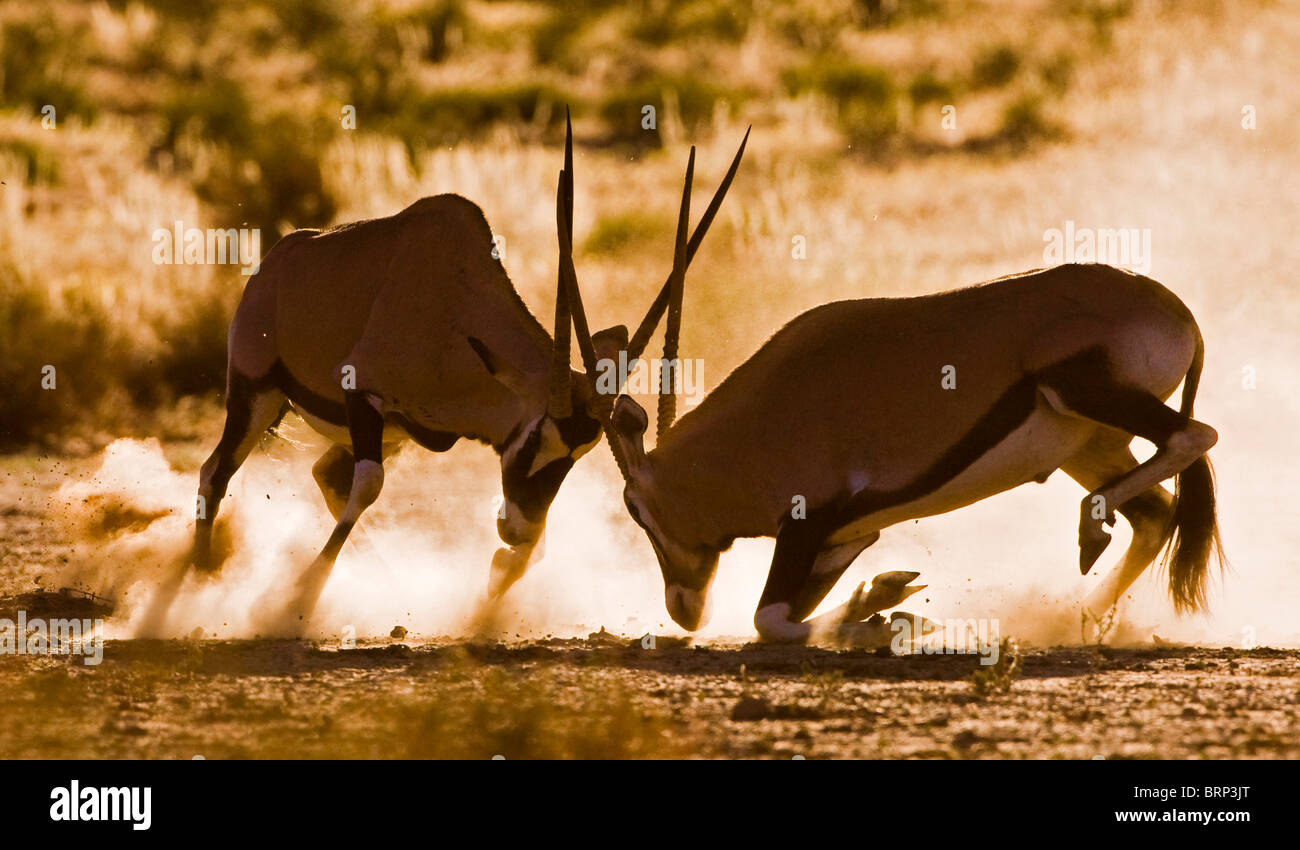 Oryx (Gemsbok) fighting Stock Photo