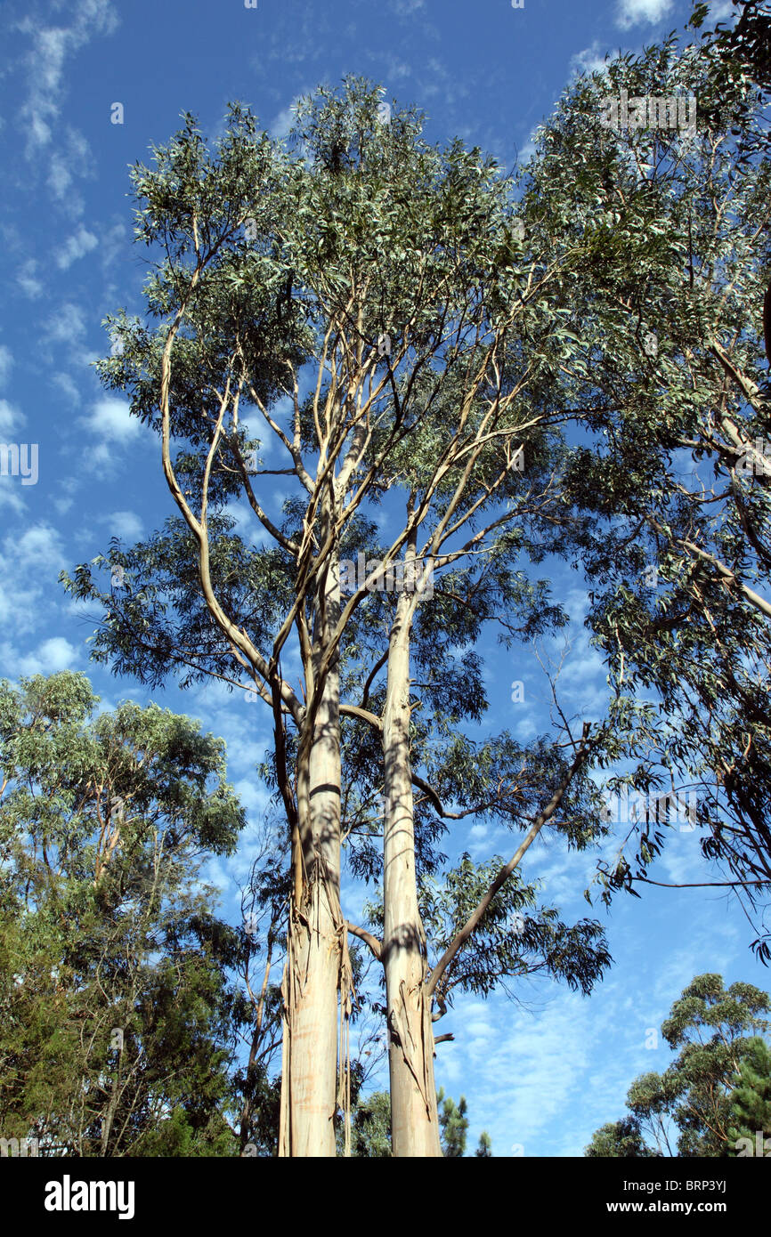 Eucalyptus trees, Bucaco battlefield, Peninsula Wars, Portugal Stock Photo