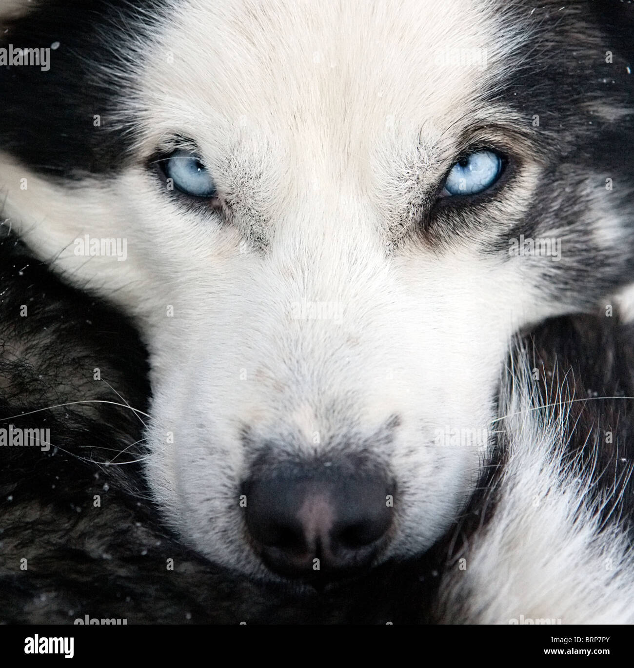 husky dog concept closeup portrait with focus on blue eyes Stock Photo ...