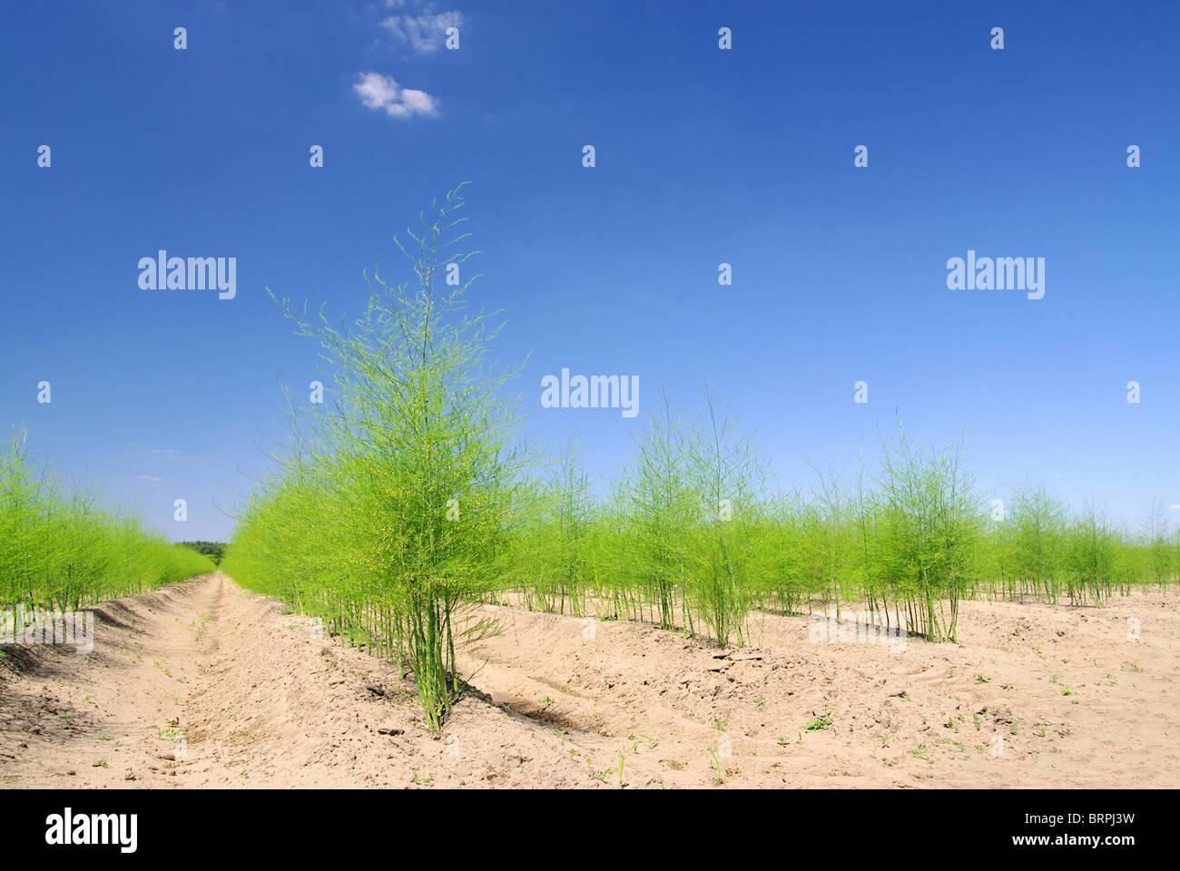 Asparagus growing hires stock photography and images Alamy