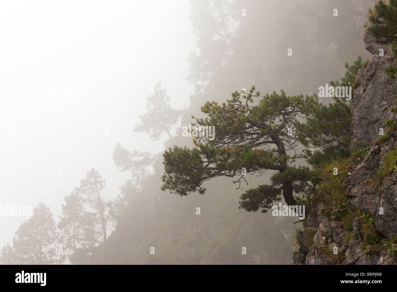 pine tree in a foggy mountain Stock Photo - Alamy