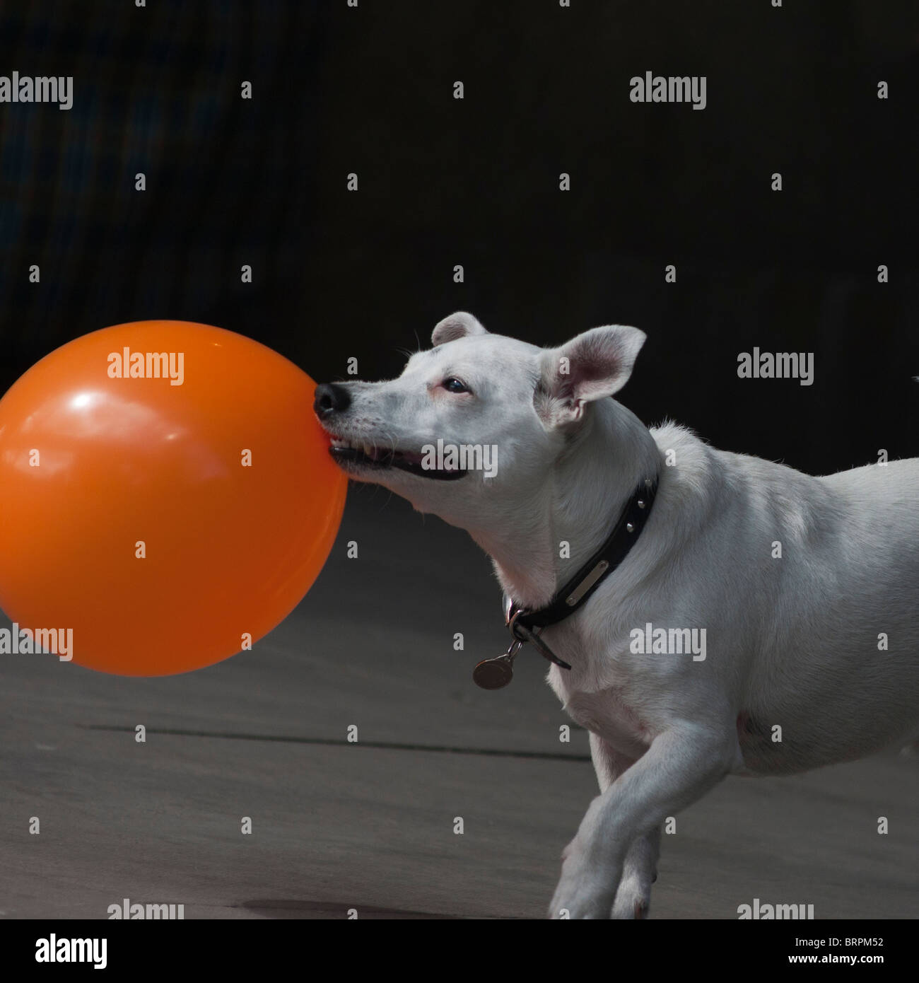 Balloon dog hi-res stock photography and images - Alamy
