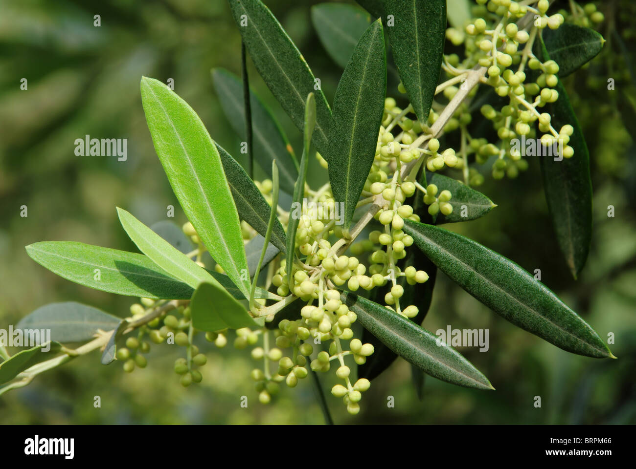 Olivenbaum Bluete olive tree blossom 01 Stock Photo Alamy