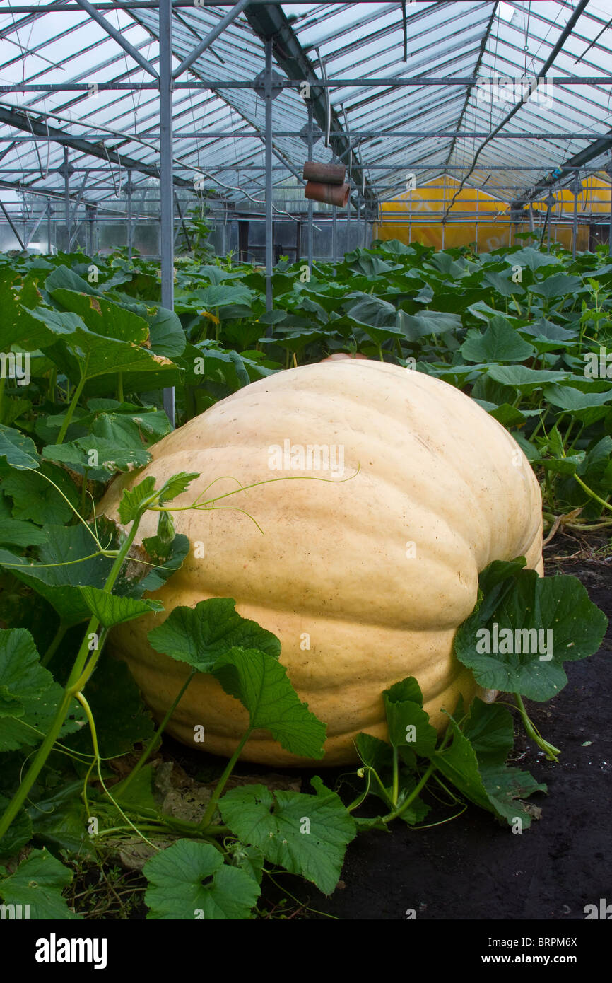 Giant Competition Pumpkin and Vines in Greenhouse at Tarleton, near Southport,  Lancashire, UK Stock Photo