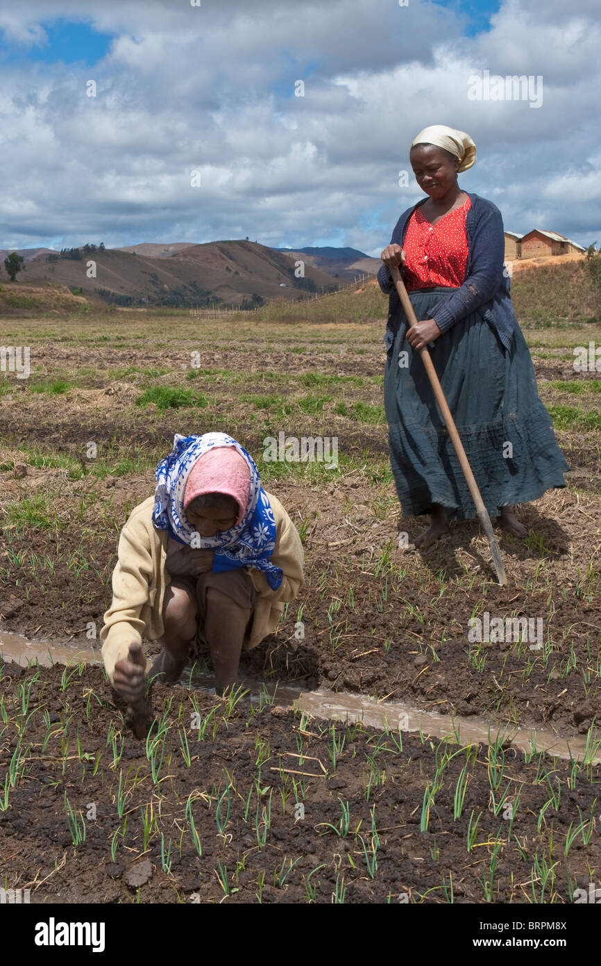 Women working in fields, Bealana, Madagascar. Stock Photo