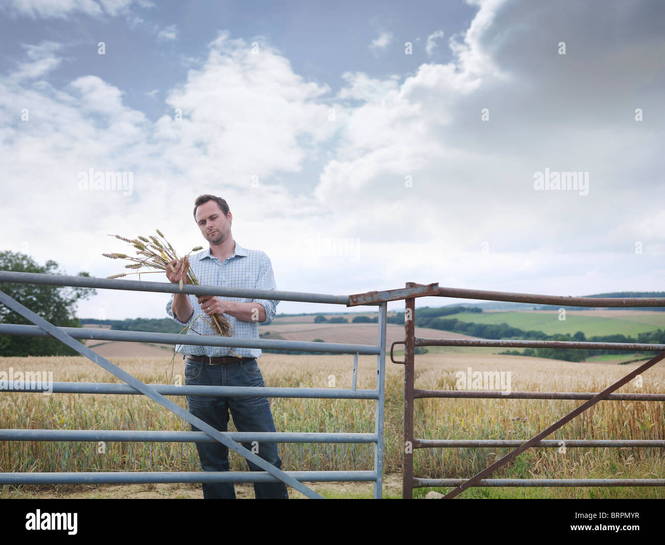 Farmer inspecting crop Stock Photo