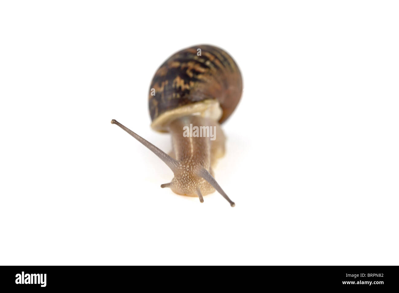 Snail on a white background Stock Photo