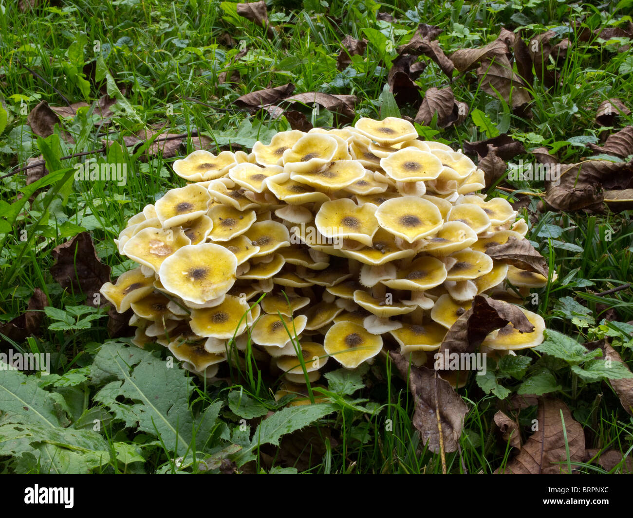 Armillária méllea mushroom Stock Photo