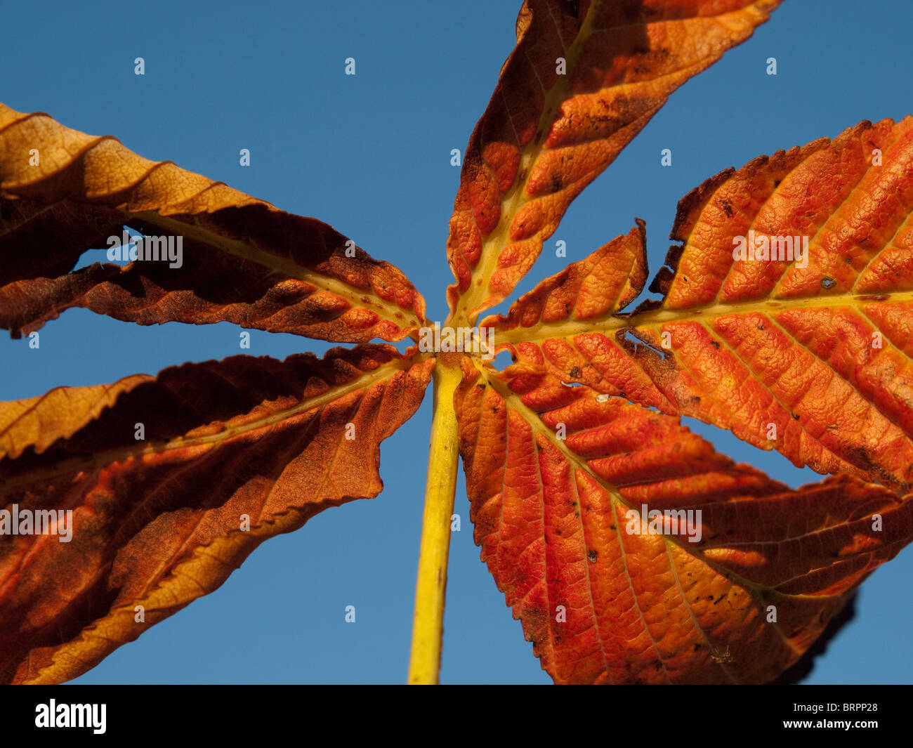 Close up of Autumn Leaves Stock Photo - Alamy