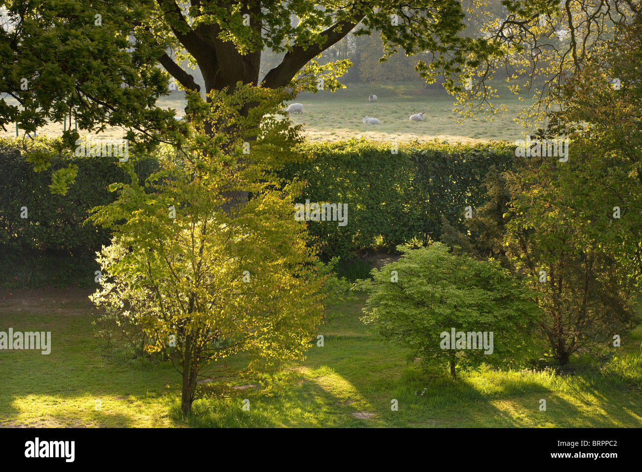 Large country garden with shrubs, trees and field with sheep, Sussex, England, UK Stock Photo