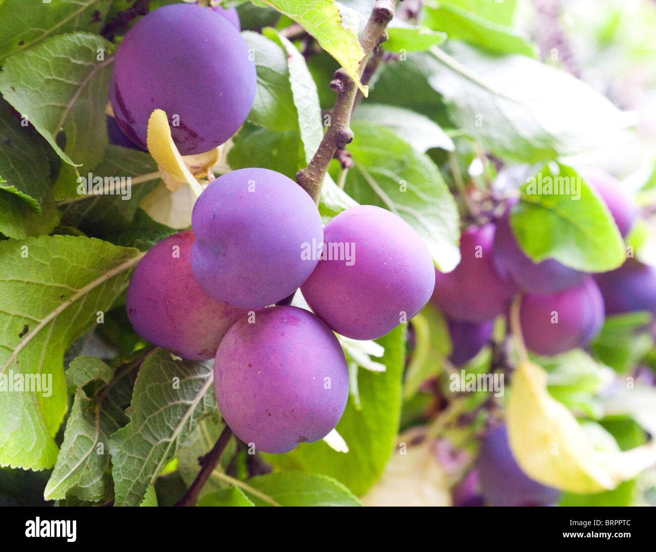 plums on tree Stock Photo