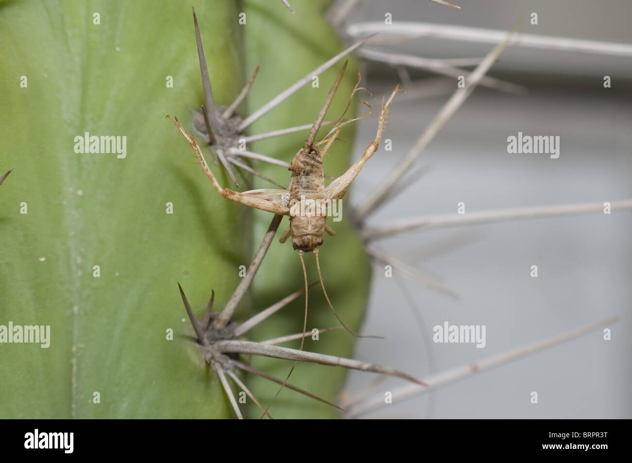 Dead cricket with bad luck Stock Photo Alamy