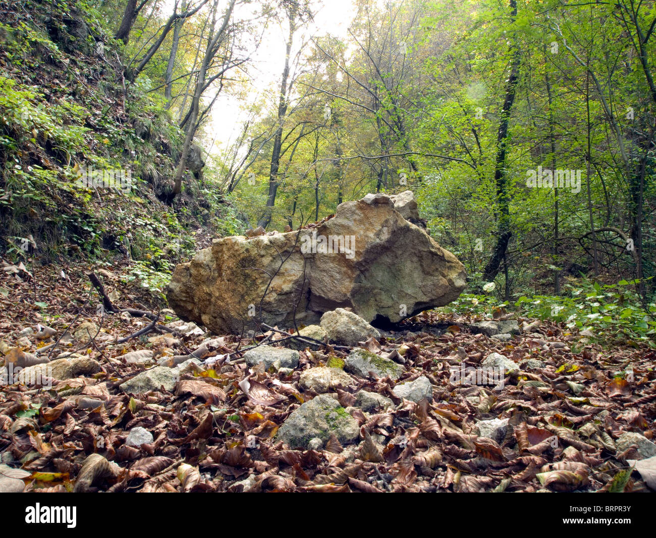 Big rock on forest path Stock Photo