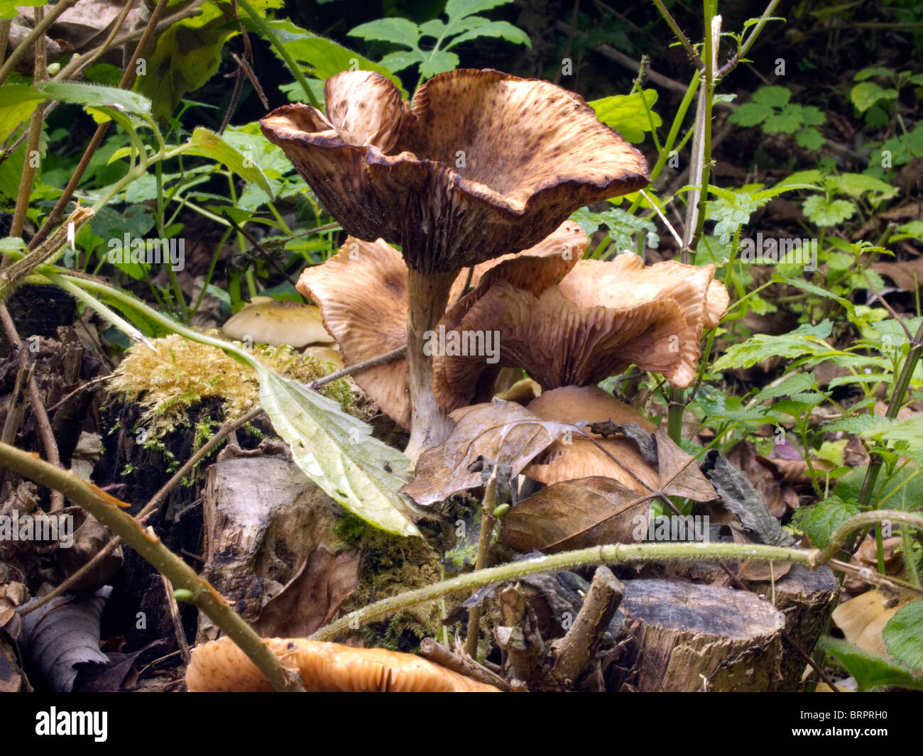 Armillária  mushroom Stock Photo