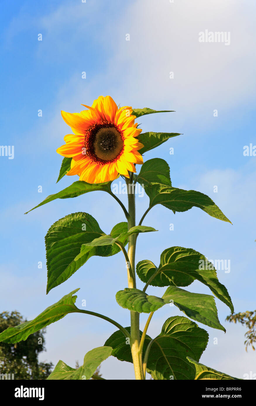 Tall Sunflower in an urban garden in early morning sunlight Stock Photo