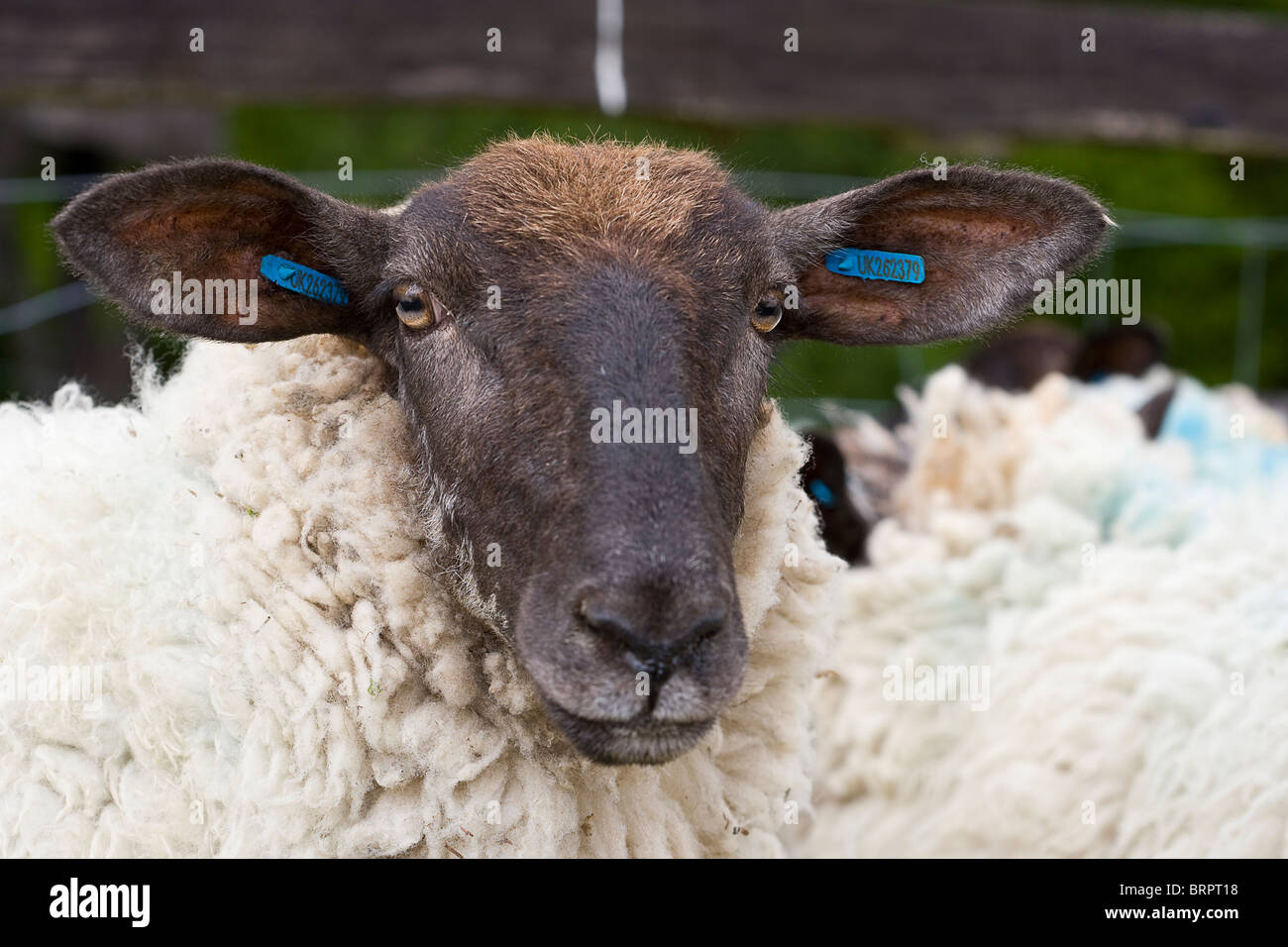 Ewe teg (1 year old sheep) Suffolk Mule crossbreed. Stock Photo