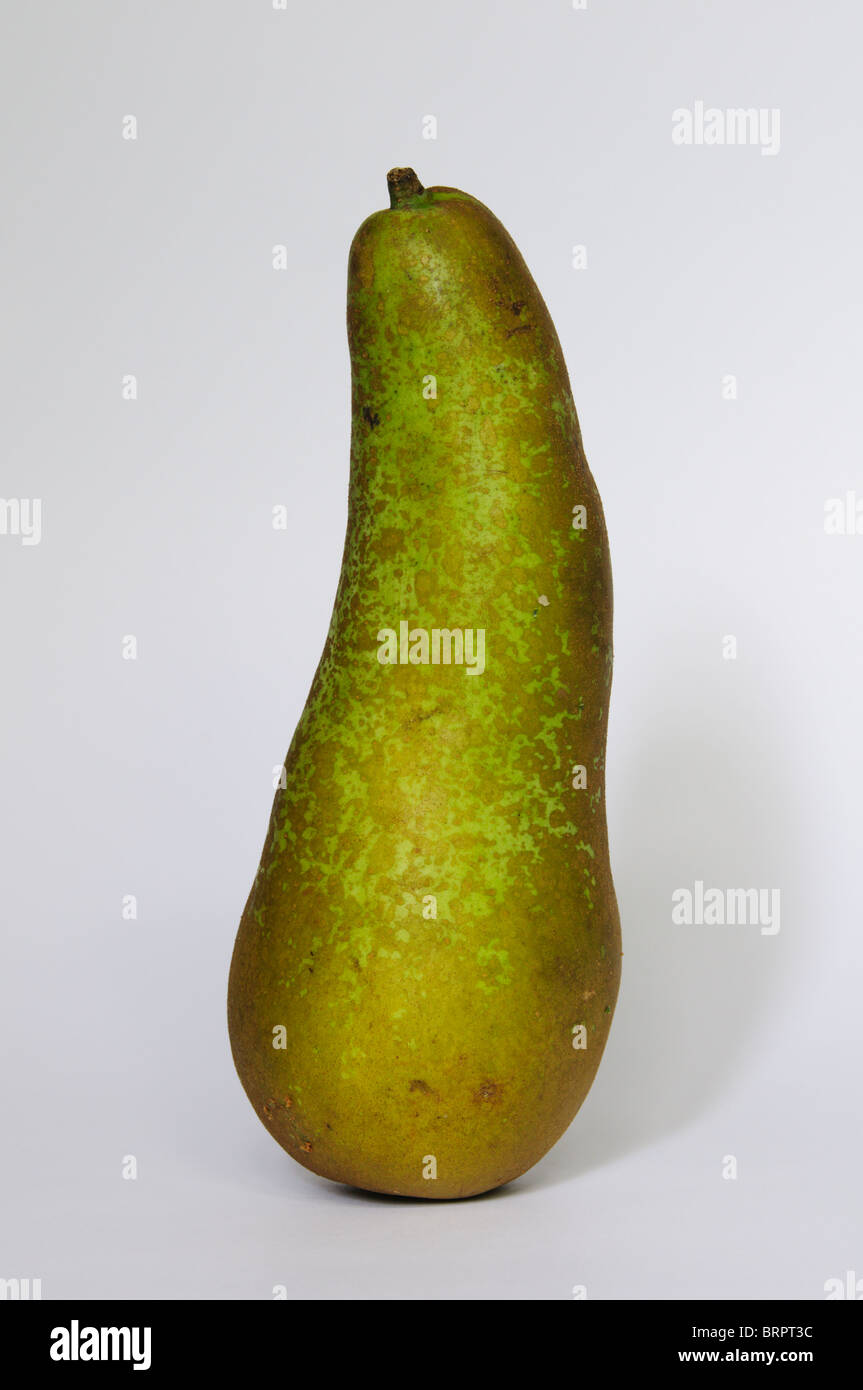 A Conference Pear, a cultivar of the European Pear (Pyrus communis) Stock Photo