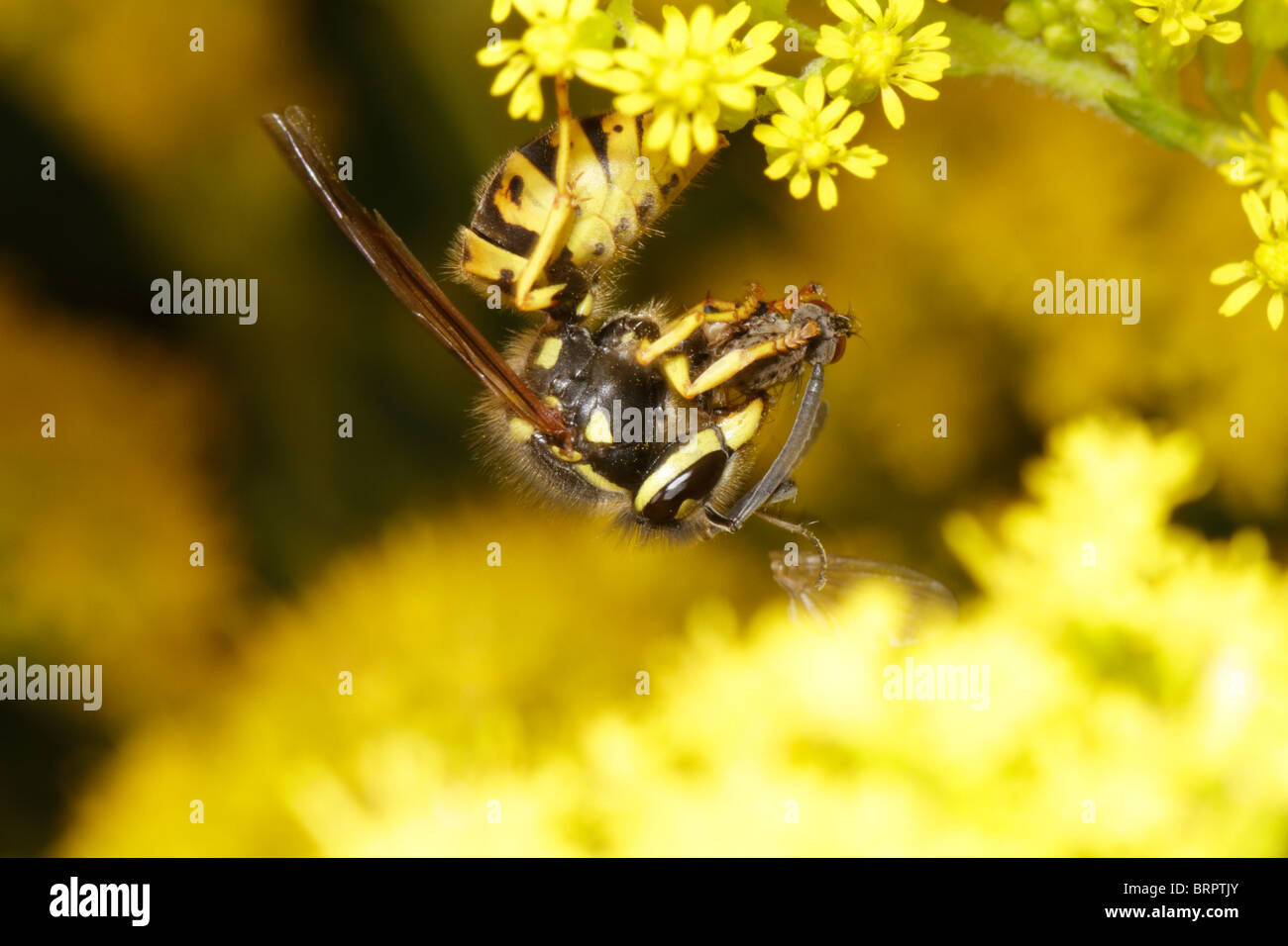 Vespula vulgaris, the common wasp, preying on a fly. Stock Photo