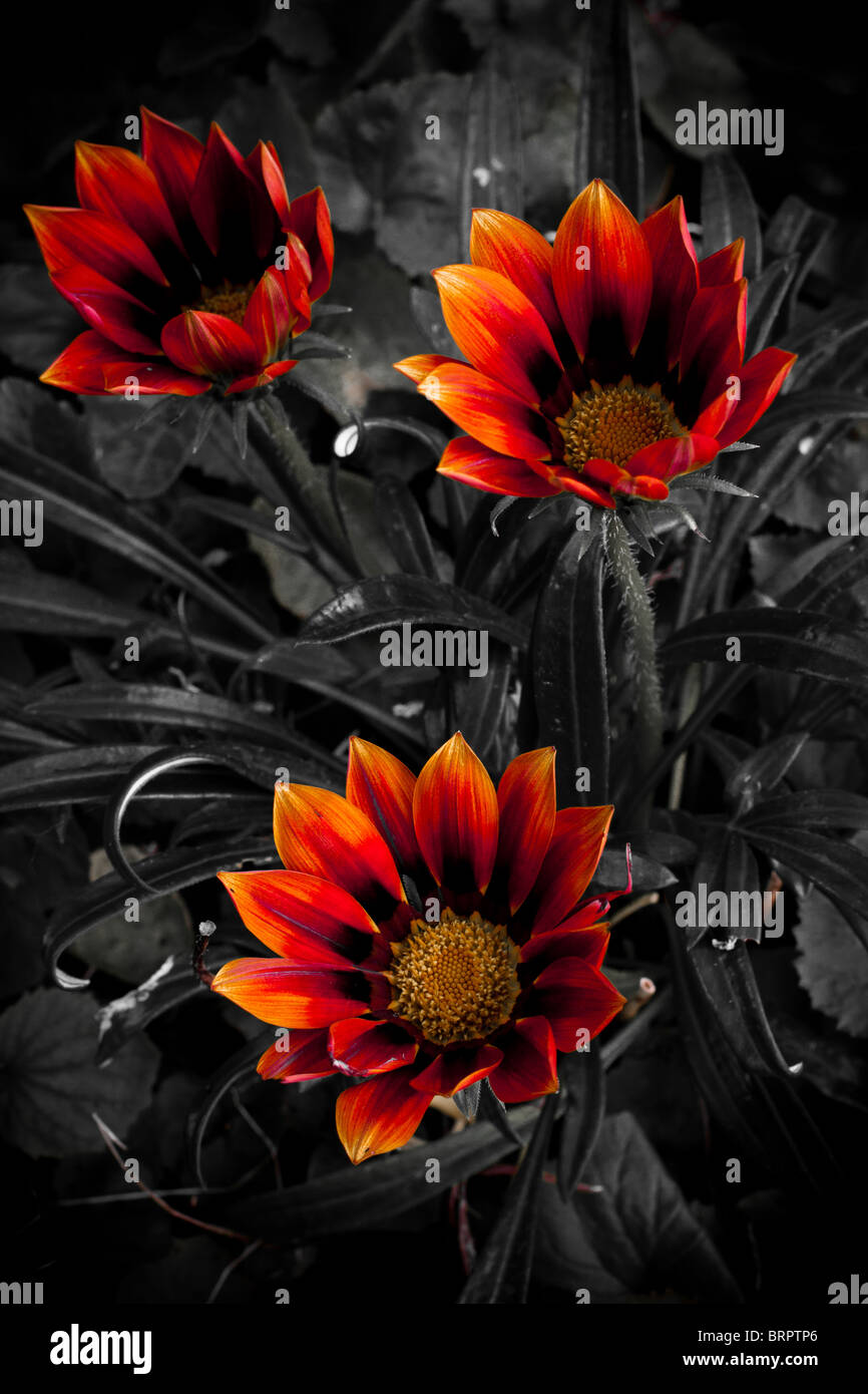Flaming Flowers from the ashes Stock Photo Alamy