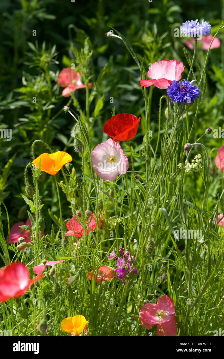 Cornflower wild flowers hi-res stock photography and images - Alamy