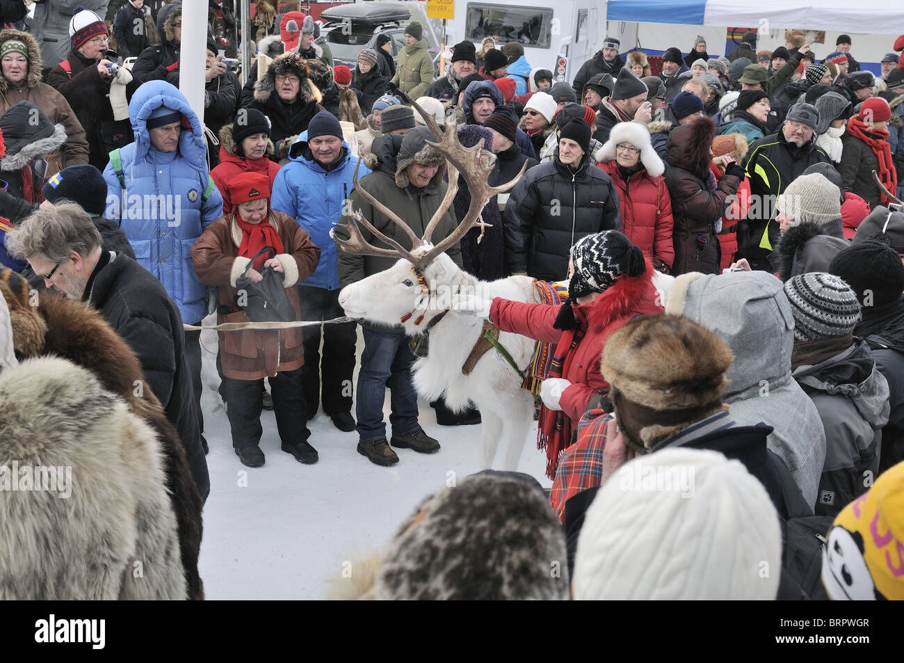 white reindeer at a festival in Jokkmokk Stock Photo