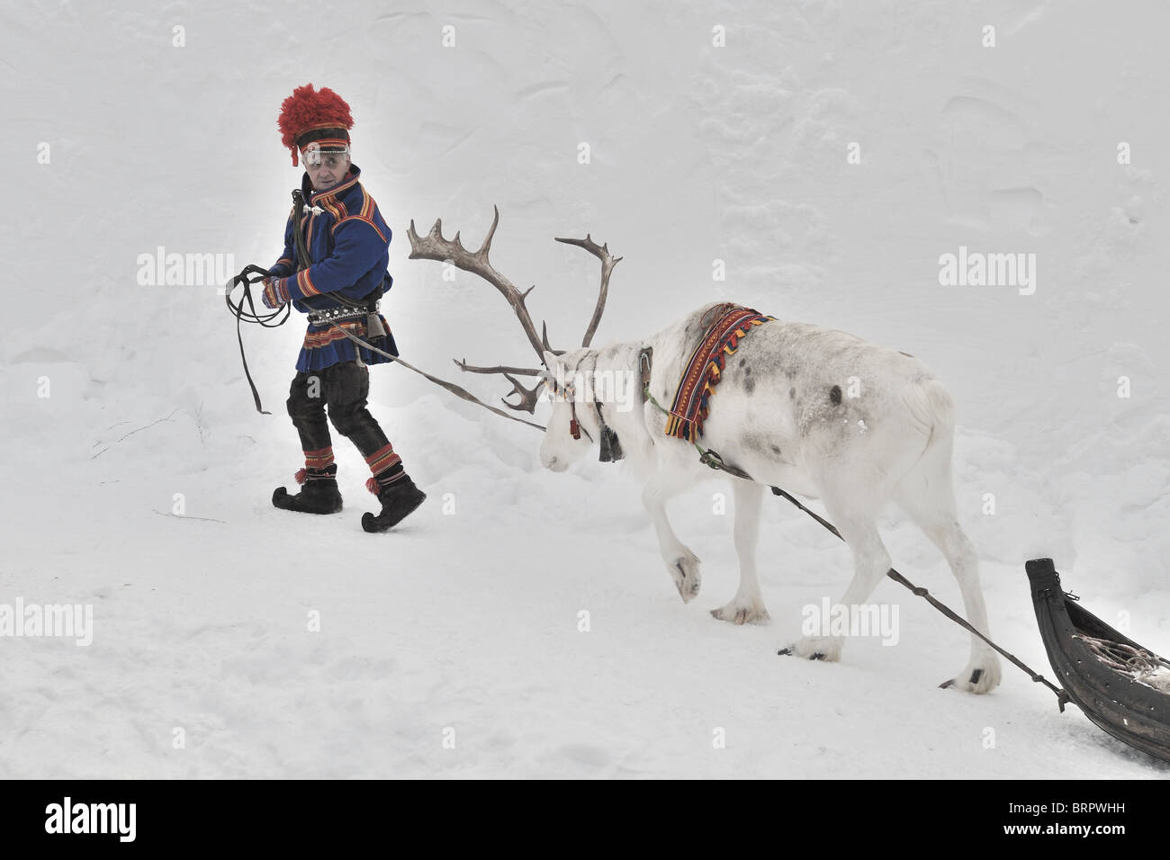 white reindeer at a festival in Jokkmokk Stock Photo