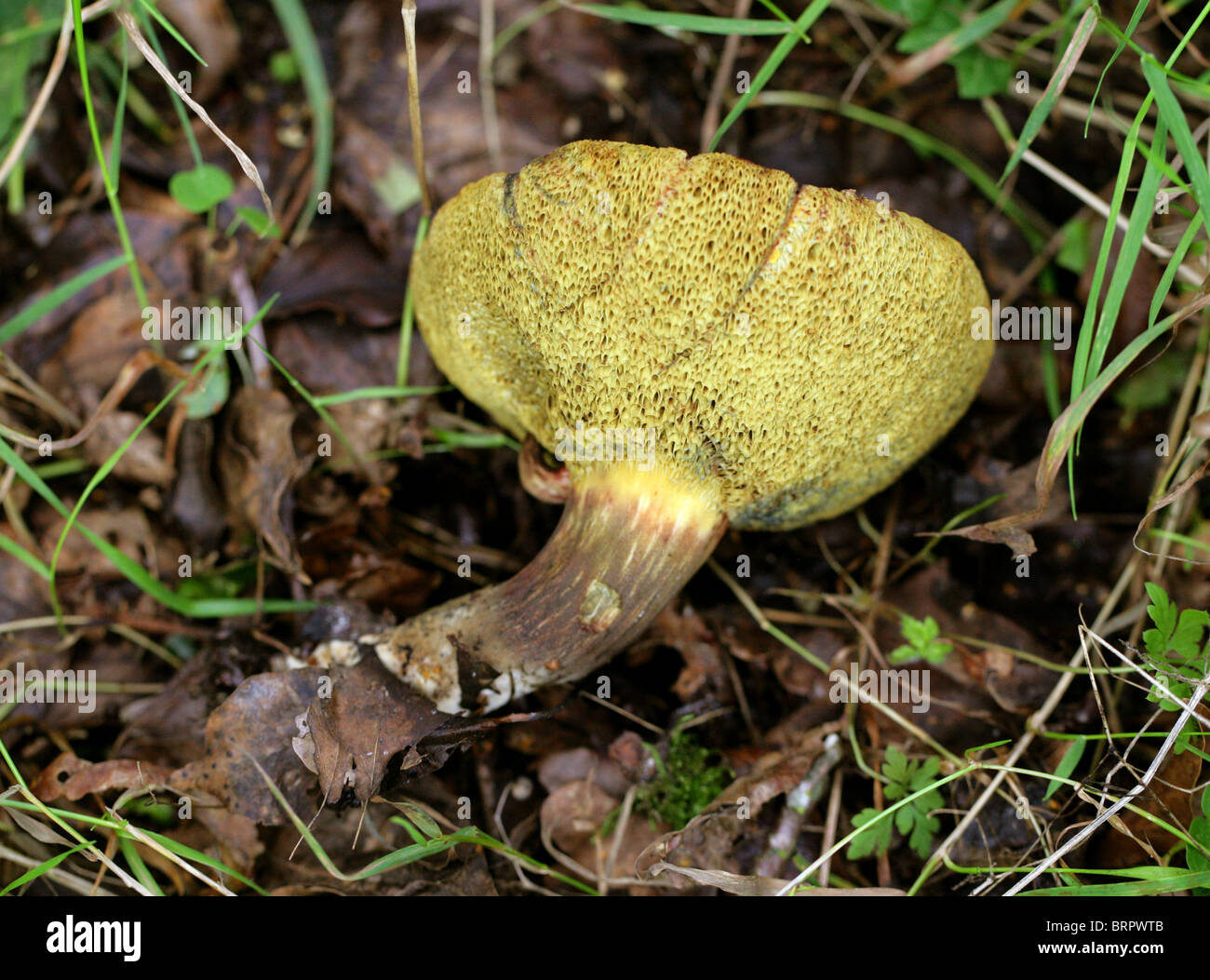 Red-cracked Boletus, Boletus chrysenteron (Syn. Xerocomus chrysenteron