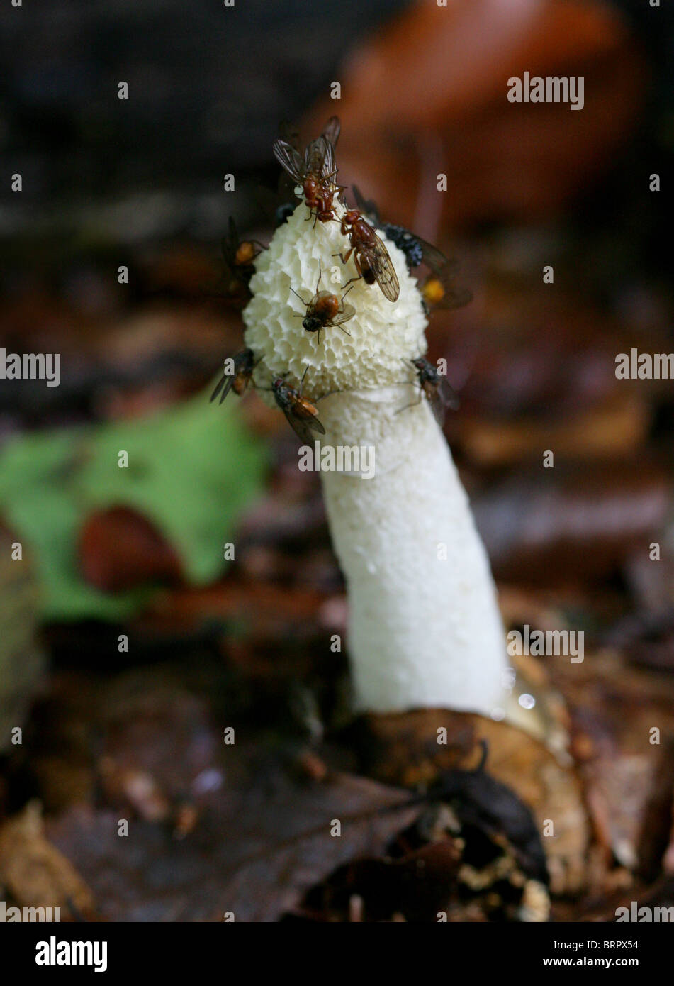 Stinkhorn Fungus, Phallus impudicus, Phallaceae. Stock Photo